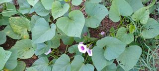 고풍마님님의 자유주제 · 자유게시판 작성글 사진