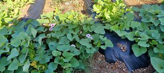 고풍마님님의 자유주제 · 자유게시판 작성글 사진