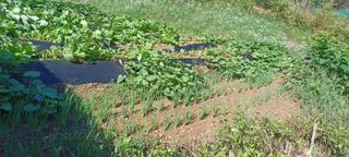 고풍마님님의 자유주제 · 자유게시판 작성글 사진