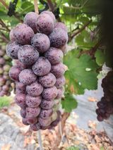 팜모닝 · 게시글 이미지