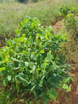 팜모닝 더운 가을, 농사 괜찮으신가요?·참여글 게시글 이미지