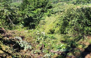 ogapiall님의 기타작물 · 영농일지 작성글 사진