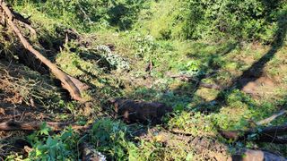 ogapiall님의 기타작물 · 영농일지 작성글 사진