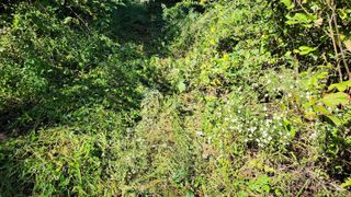 ogapiall님의 기타작물 · 영농일지 작성글 사진