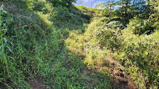 ogapiall님의 기타작물 · 영농일지 작성글 사진