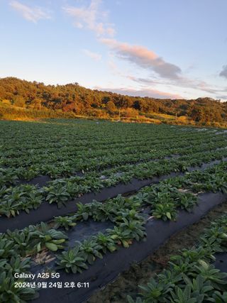 최평선님의 기타작물 · 영농일지 작성글 사진