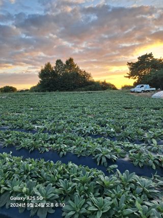 최평선님의 기타작물 · 영농일지 작성글 사진