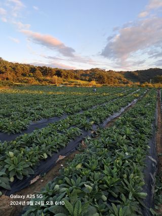최평선님의 기타작물 · 영농일지 작성글 사진