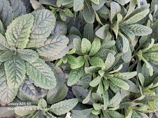 최평선님의 기타작물 · 영농일지 작성글 사진