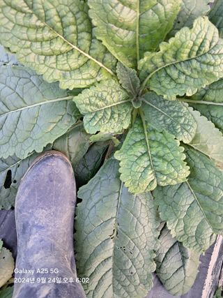 최평선님의 기타작물 · 영농일지 작성글 사진