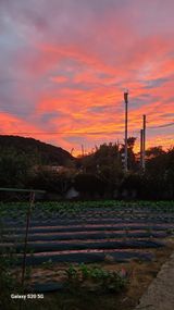 팜모닝 배추·영농일지 게시글 이미지