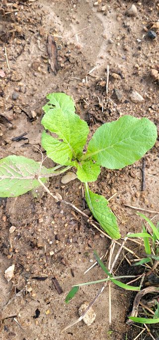 범이님의 더운 가을, 농사 괜찮으신가요? · 참여글 작성글 사진