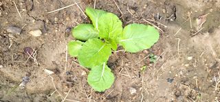 범이님의 더운 가을, 농사 괜찮으신가요? · 참여글 작성글 사진