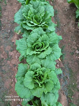 정진님의 더운 가을, 농사 괜찮으신가요? · 참여글 작성글 사진