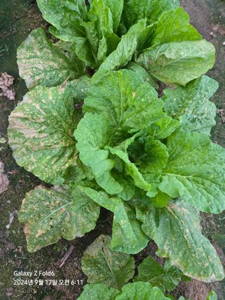 정진님의 더운 가을, 농사 괜찮으신가요? · 참여글 작성글 사진