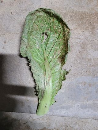 정진님의 더운 가을, 농사 괜찮으신가요? · 참여글 작성글 사진