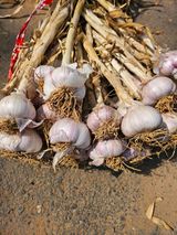 팜모닝 · 게시글 이미지