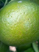 팜모닝 귤·병해충상담 게시글 이미지