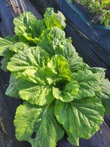 팜모닝 더운 가을, 농사 괜찮으신가요?·참여글 게시글 이미지