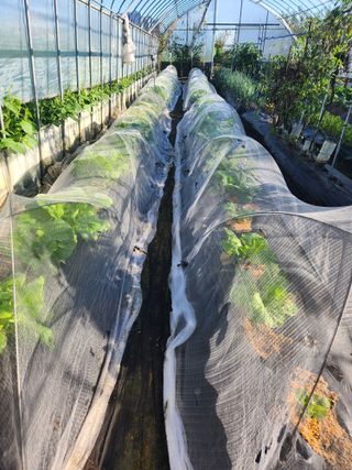 이창우님의 더운 가을, 농사 괜찮으신가요? · 참여글 작성글 사진