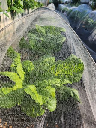 이창우님의 더운 가을, 농사 괜찮으신가요? · 참여글 작성글 사진