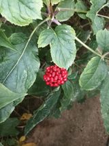 팜모닝 기타작물·영농일지 게시글 이미지