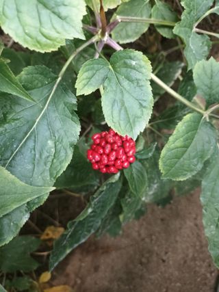 이종원님의 기타작물 · 영농일지 작성글 사진