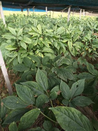 이종원님의 기타작물 · 영농일지 작성글 사진