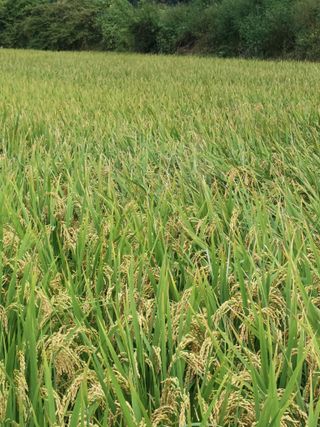 이종원님의 기타작물 · 영농일지 작성글 사진