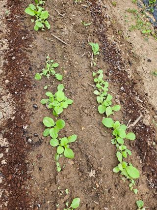 강류담15632님의 고구마 · 영농일지 작성글 사진