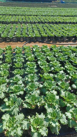 팜모닝회원 김순달 님의 더운 가을, 농사 괜찮으신가요? · 참여글 작성글 사진