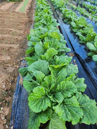 김동일님의 자유주제 · 자유게시판 작성글 사진