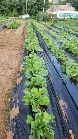 김동일님의 자유주제 · 자유게시판 작성글 사진