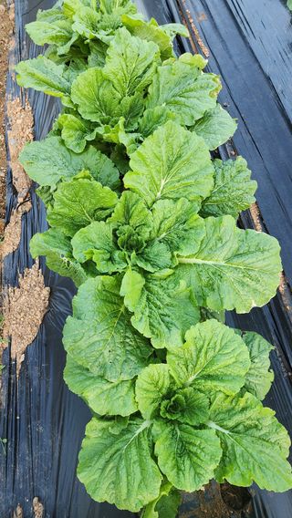 김동일님의 자유주제 · 자유게시판 작성글 사진