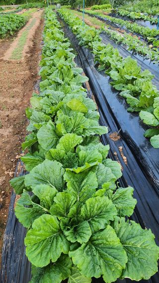 김동일님의 자유주제 · 자유게시판 작성글 사진