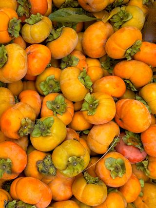 농부손녀님의 작성글 사진