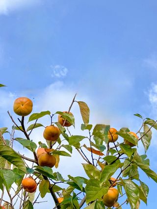농부손녀님의 작성글 사진