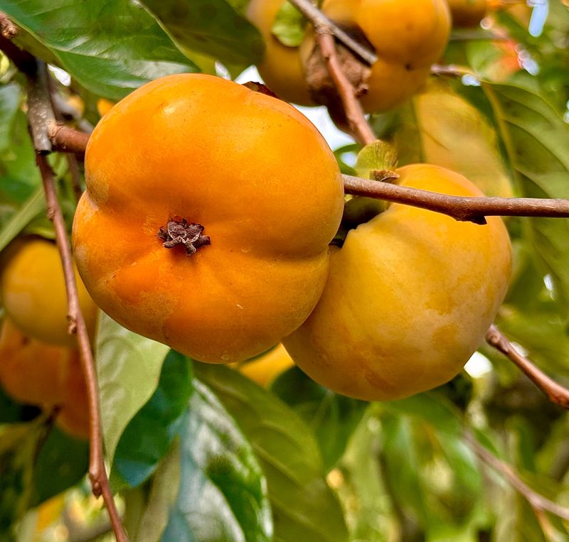 농부손녀님의 장터 판매 상품 [가을단풍 햇 단감 10kg] 첨부 사진