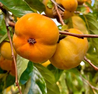 농부손녀님의 작성글 사진