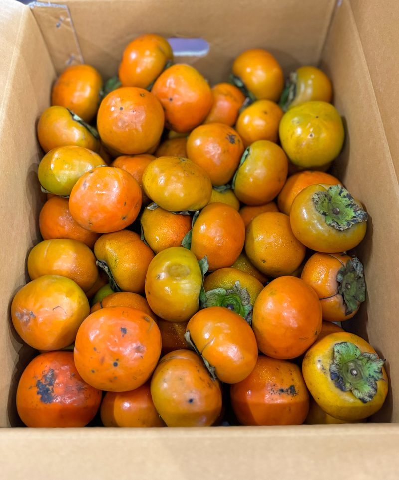 농부손녀님의 장터 판매 상품 [가을단풍 햇 단감 10kg] 첨부 사진