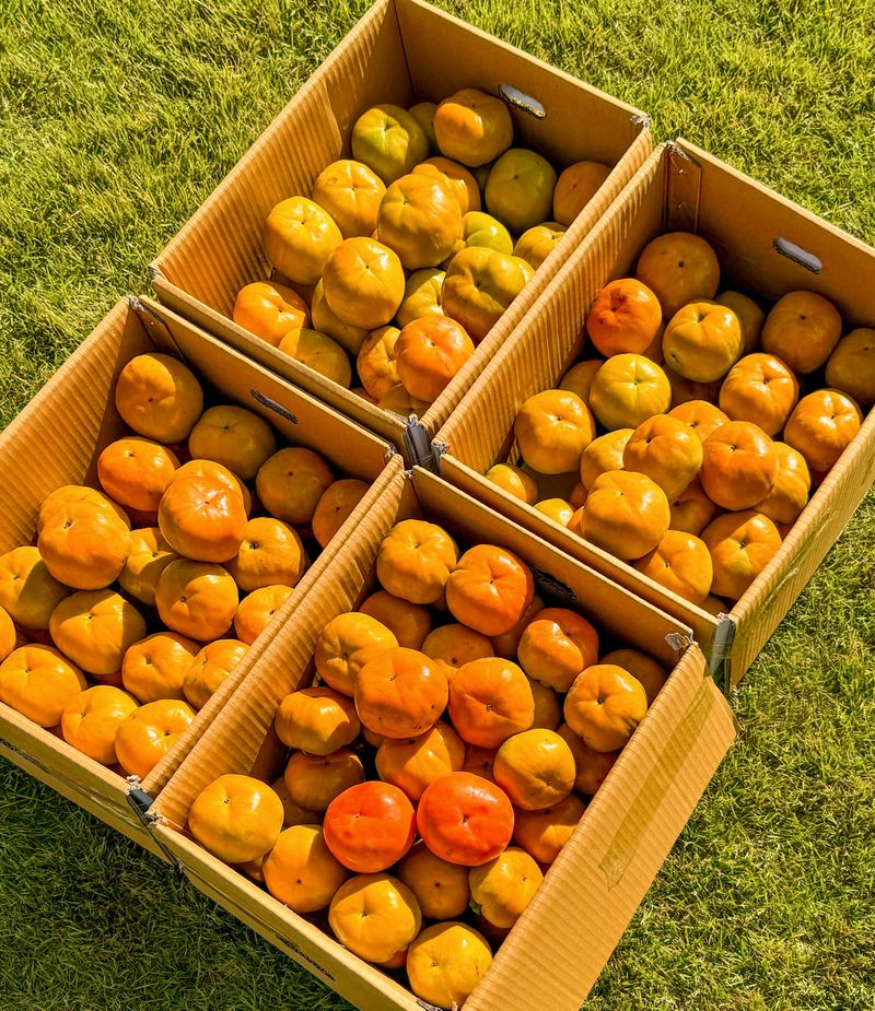 농부손녀님의 장터 판매 상품 [가을단풍 햇 단감 10kg] 첨부 사진