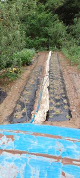 팜모닝 배추·영농일지 게시글 이미지