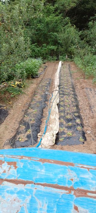 배성창님의 배추 · 영농일지 작성글 사진