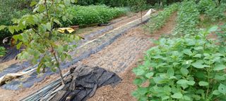 배성창님의 배추 · 영농일지 작성글 사진