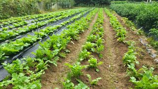 김태경님의 배추 · 영농일지 작성글 사진