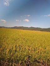 팜모닝 자유주제·자유게시판 게시글 이미지