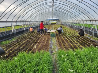조일현님의 기타작물 · 영농일지 작성글 사진