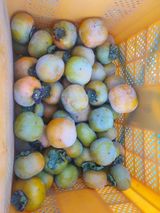 팜모닝 감·영농일지 게시글 이미지