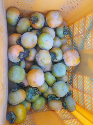 반시님의 감 · 영농일지 작성글 사진