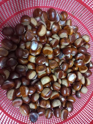 손종철님의 기타작물 · 영농일지 작성글 사진